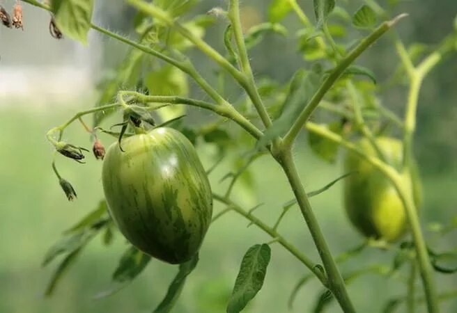 Don tomato. Помидоры Дон Жуан. Помидоры сорт Дон Жуан. Сорт томата Дон Жуан. Томат Дон Жуан фото.