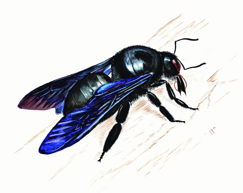 Синяя пчела плотник. Пчела-плотник xylocopa valga gerstaecker, 1872. пчела-плотник обыкновенная (xylocopa valga). ксилокопа обыкновенная. шмель-плотник фиолетовый( xylocopa violacea ).