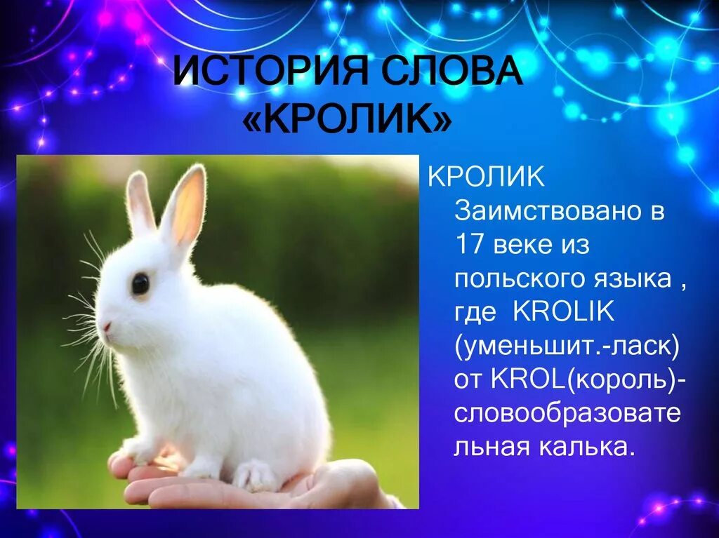 Включи где кролики. Рассказ про кролика. Кролик для презентации. Сообщение о кролике. Доклад про кролика.