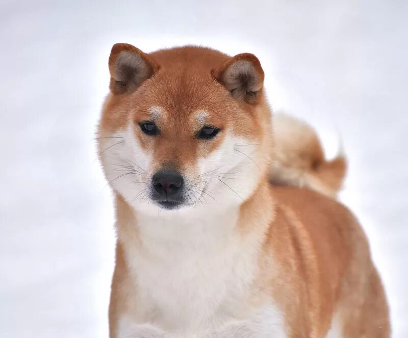 имена для собак сиба. мика дог. имена для собак сиба. сиба юми. имена для сиба ину девочек.