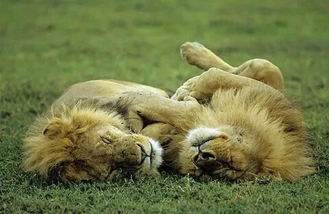 Animal sleep