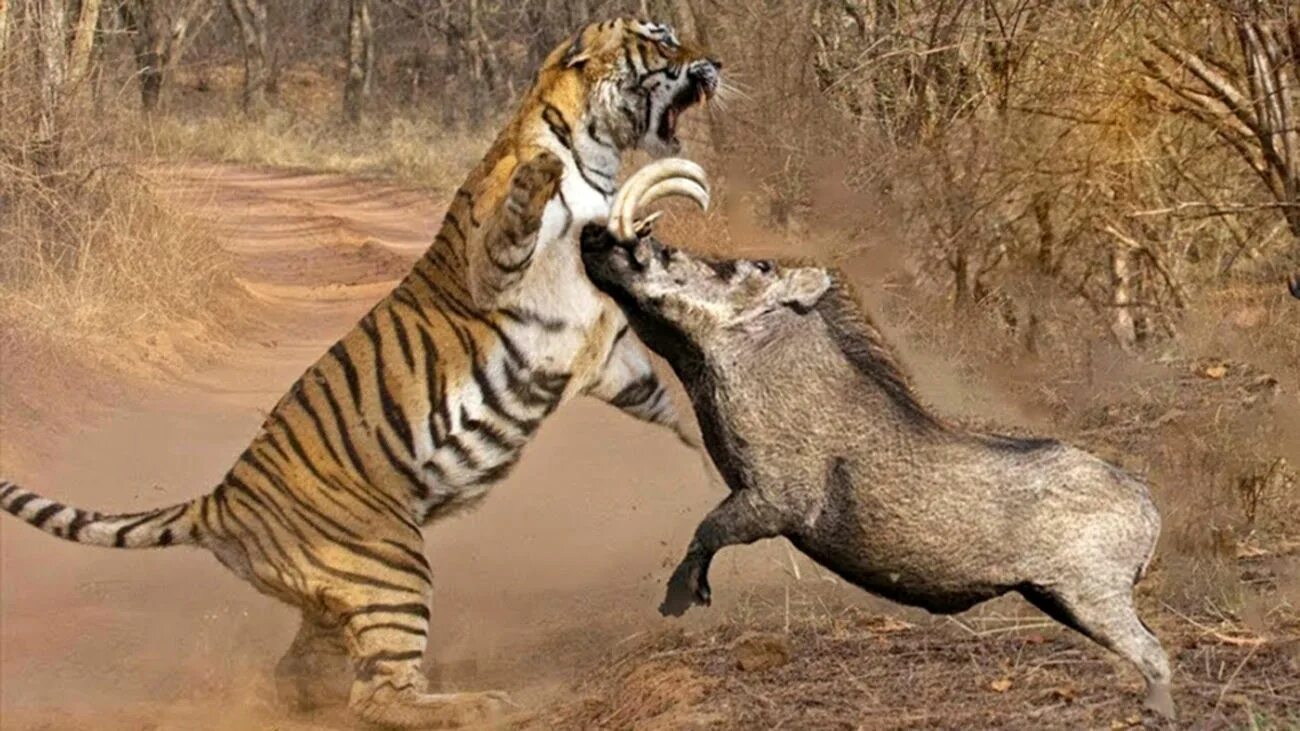 Амурский тигр против. Амурский тигр против кабана. Тигр атакует.