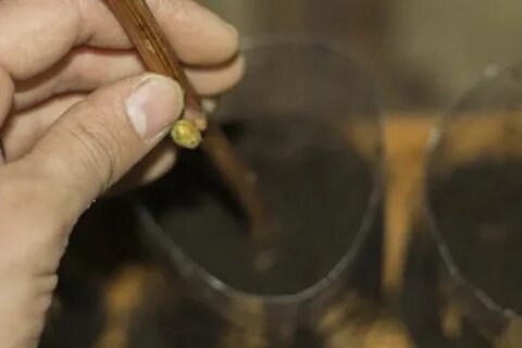Как укоренить виноградные черенки осенью