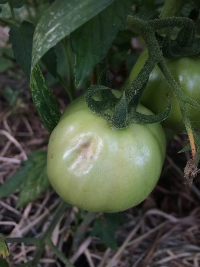 Белые пятна на томатах. Белые пятна на плодах томатов. Пятна на помидорах. Белые пятнышки на помидорах. Пятнышки на помидорах на плодах.