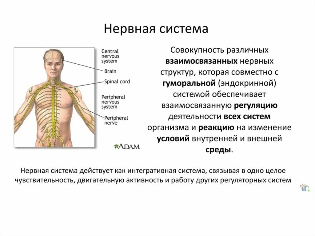 Дайте определение нервной системе. Нервная система человека. Нервная система человека анатомия. Нервная система человека презентация. Нервная система (НС).