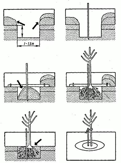 Закрытая корневая система посадка. Схема посадки саженцев с закрытой корневой системой. Технология посадки крупномеров схема. Схема посадочной ямы для яблони. Схема посадки саженцев плодовых деревьев квадратичная.