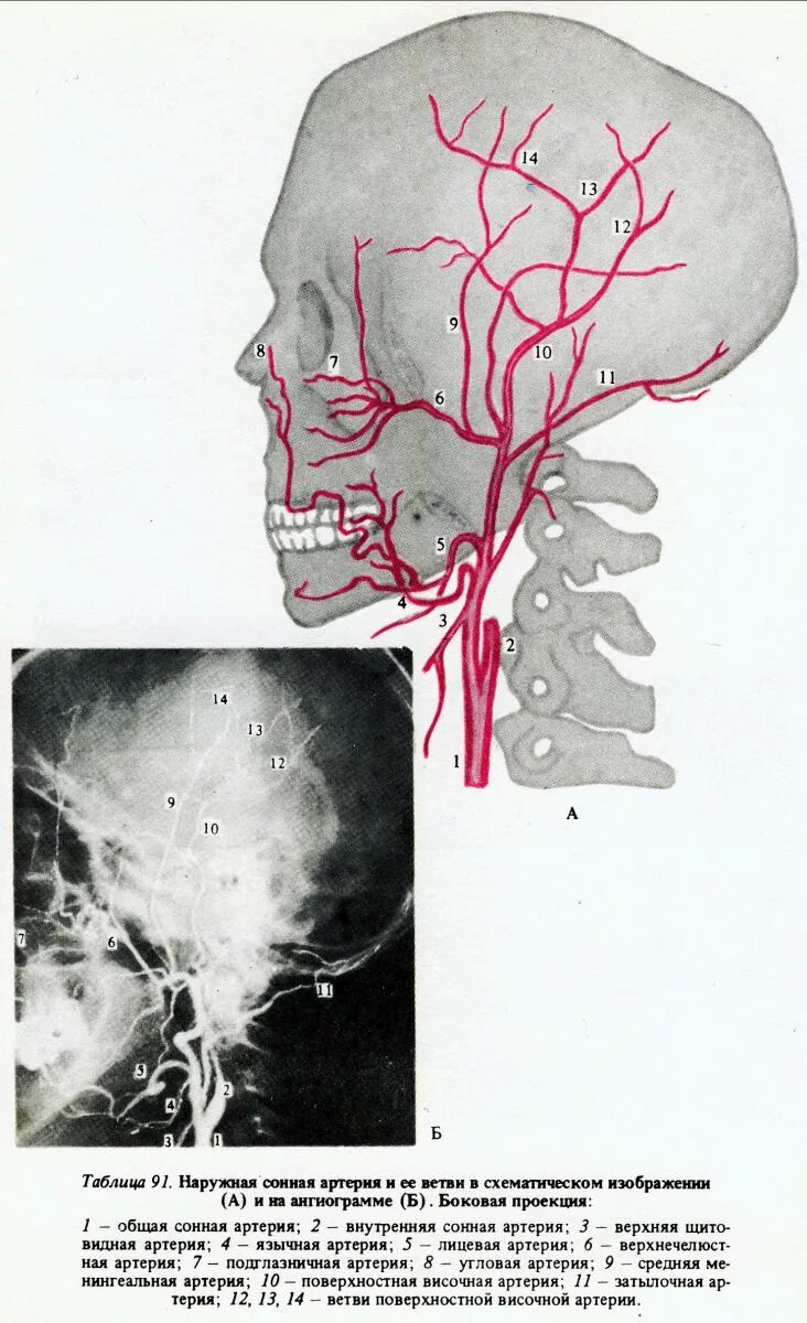 Ветви общей сонной артерии. Сонная артерия почему так называется. Сонная артерия почему так называется. Синус внутренней сонной артерии. Топография сонной артерии.