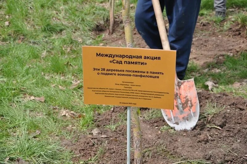 Дерево посажено в честь. Церемония посадки дерева. Высадка деревьев акция. Посадка деревьев к 9 мая.