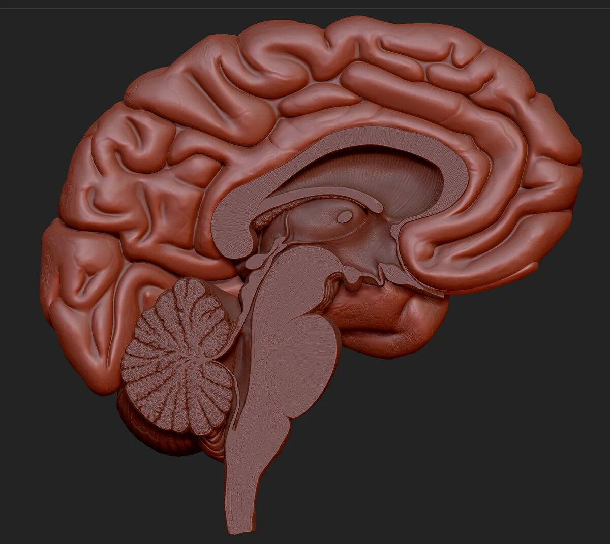 Brain 282. Проект мозг Радевич. Проект мозг человека. Мозг 2д.