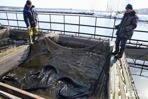 Рефтинский рыбхоз свердловская область