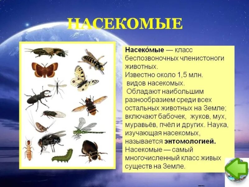 Многообразие и значение животных 5 класс тест. Насекомые биология. многообразие видов насекомых. общие сведения о насекомых. животные класс насекомые.