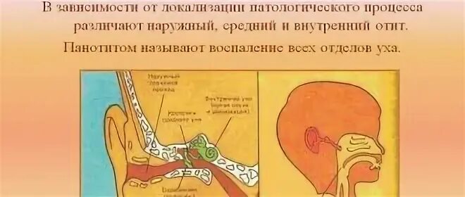 Что делать если заложило ухо. Закладывает уши без причины. Ухо изнутри строение. Острый и хронический ринит. Заложило ухо что делать.