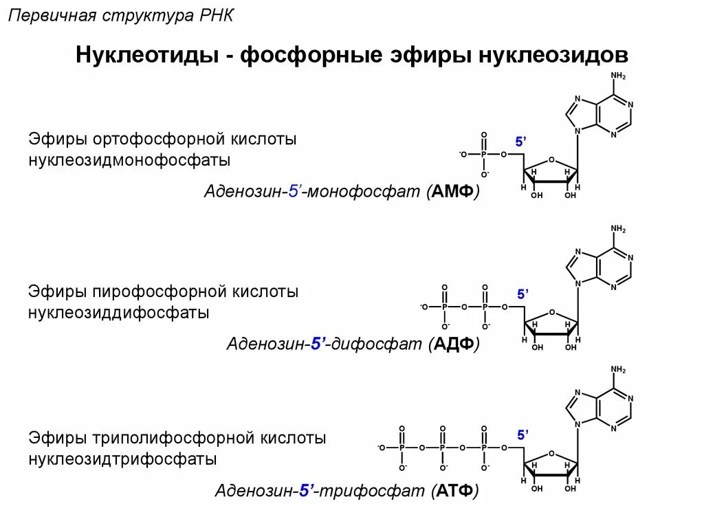 Биополимеры рнк. Строение нуклеозидтрифосфатов. Строение нуклеозидмонофосфатов дифосфатов и трифосфатов. Нуклеозидтрифосфатов (формулы). Строение нуклеозидтрифосфатов биохимия.