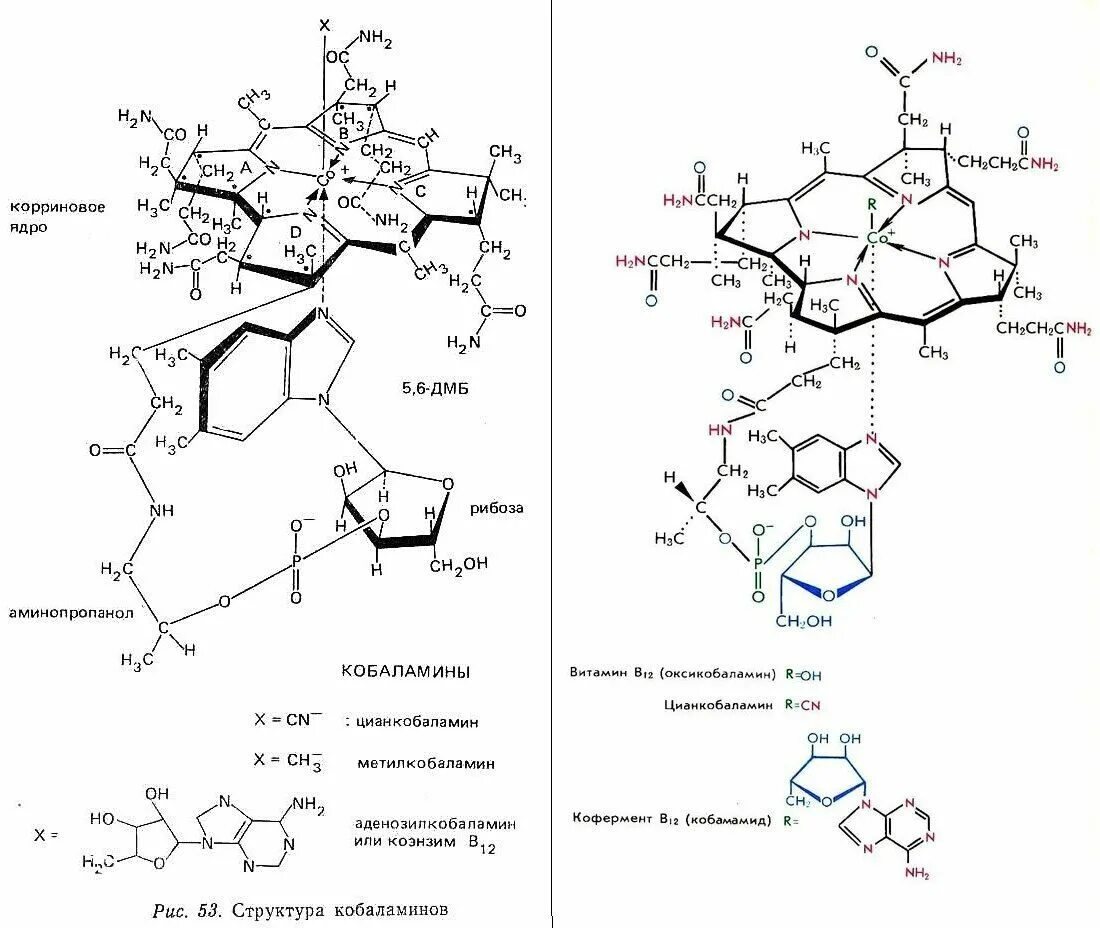 Биосинтез витаминов. Синтез витамина б12. Витамин б12 ферменты. Микробиологический Синтез витамина в12 схема. Витамин b12 структура.