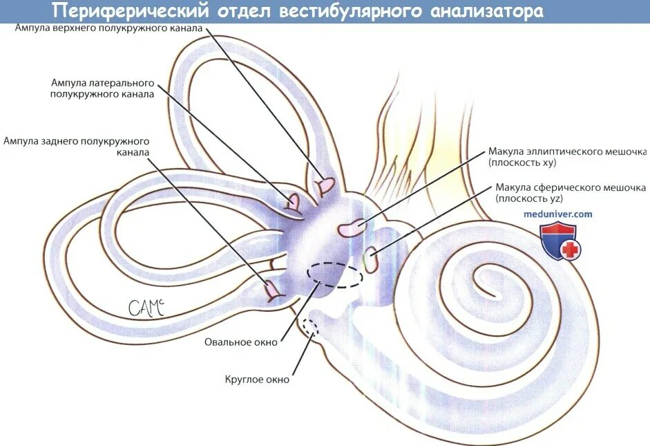 Вестибулярный анализатор физиология. Периферический отдел вестибулярного анализатора. Рецепторный отдел вестибулярного анализатора. Центральный отдел вестибулярного анализатора рисунок. Периферический отдел вестибулярного аппарата