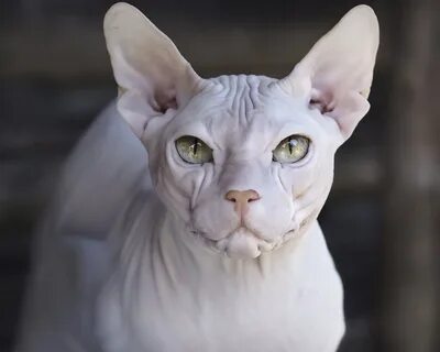 Донские породы кошек