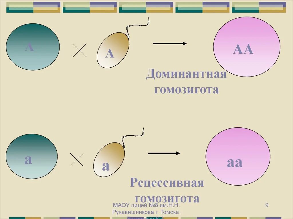 Рецессивная гомозигота образует два типа гамет. Дминантная дигомоохзигота. доминантная гома зигота. доммнатная гомо зигота. гомозигота по рецессивному признаку.