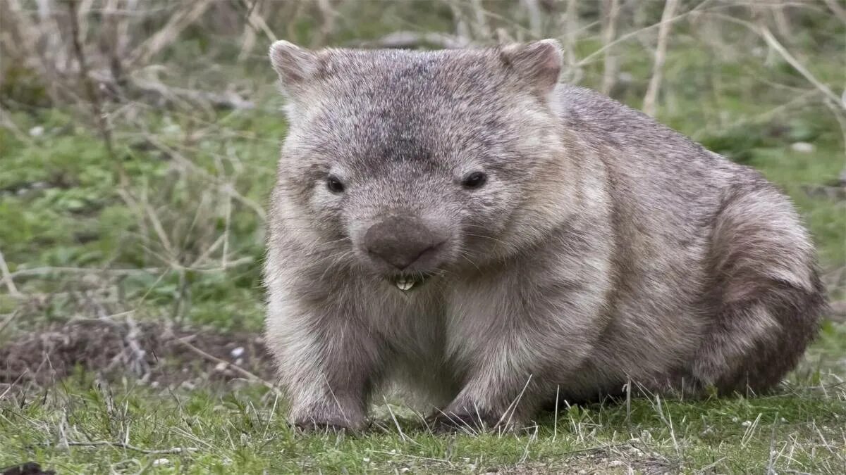 Длинношёрстные вомбаты. Северный длинношерстный вомбат. Вомбат в австралии. Длинношёрстные вомбаты. Северный шерстоносый вомбат.