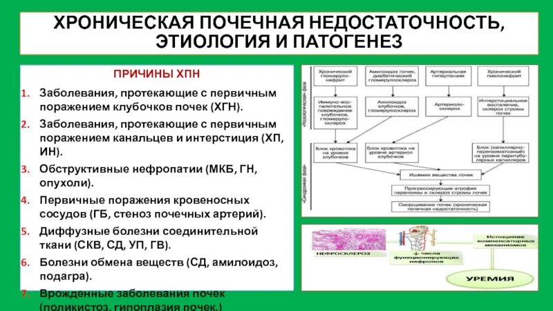 Хроническая почечная недостаточность этиология. Почечная недостаточность этиология и патогенез. Этиология ХБП. Острая почечная недостаточность этиология патогенез. Одной из причин почечной недостаточности является