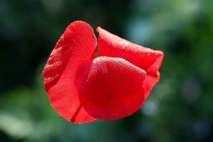 Kiss flowers. Цветочек поцелуй. Цветы поцелуйчики. Цветок в виде поцелуя. Красивые цветы с поцелуем.