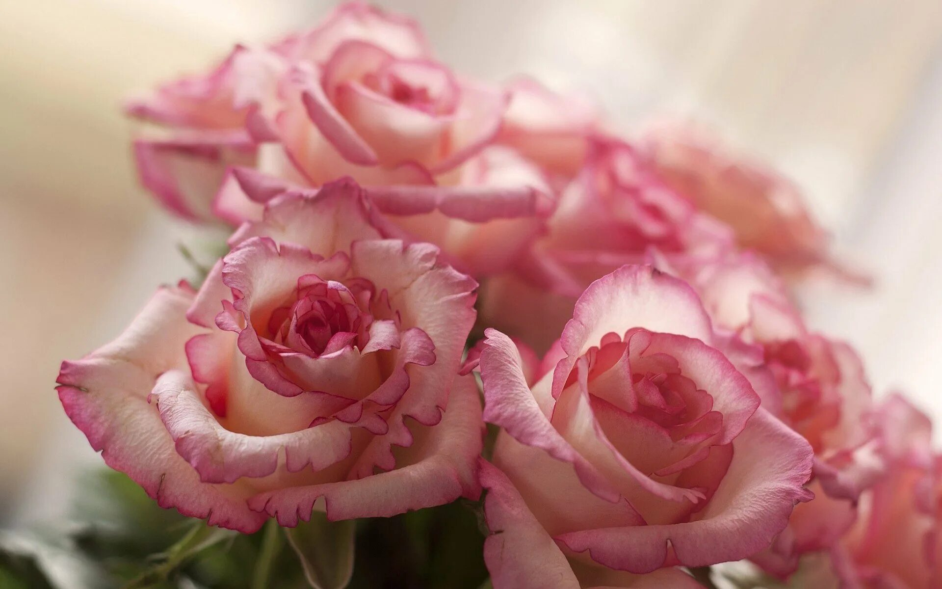 Нежные розовые розы. Красивый букет нежных роз. Бледно розовые розы. Самый красивый ласковый нежный