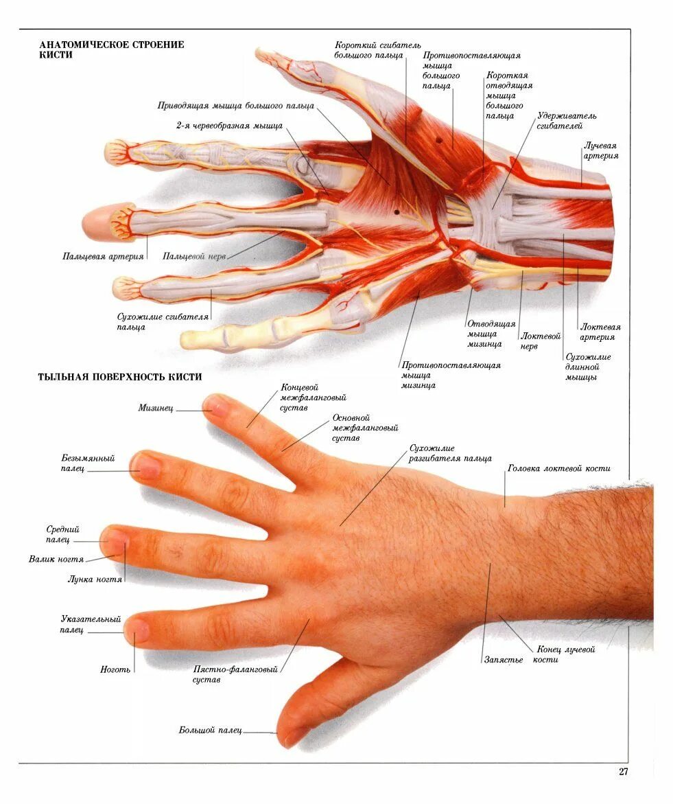 Стороны ладони. Из чего состоит кисть руки человека. Строение кисти руки человека кости. Кисть руки анатомия строение. Кисть руки анатомия строение костей.