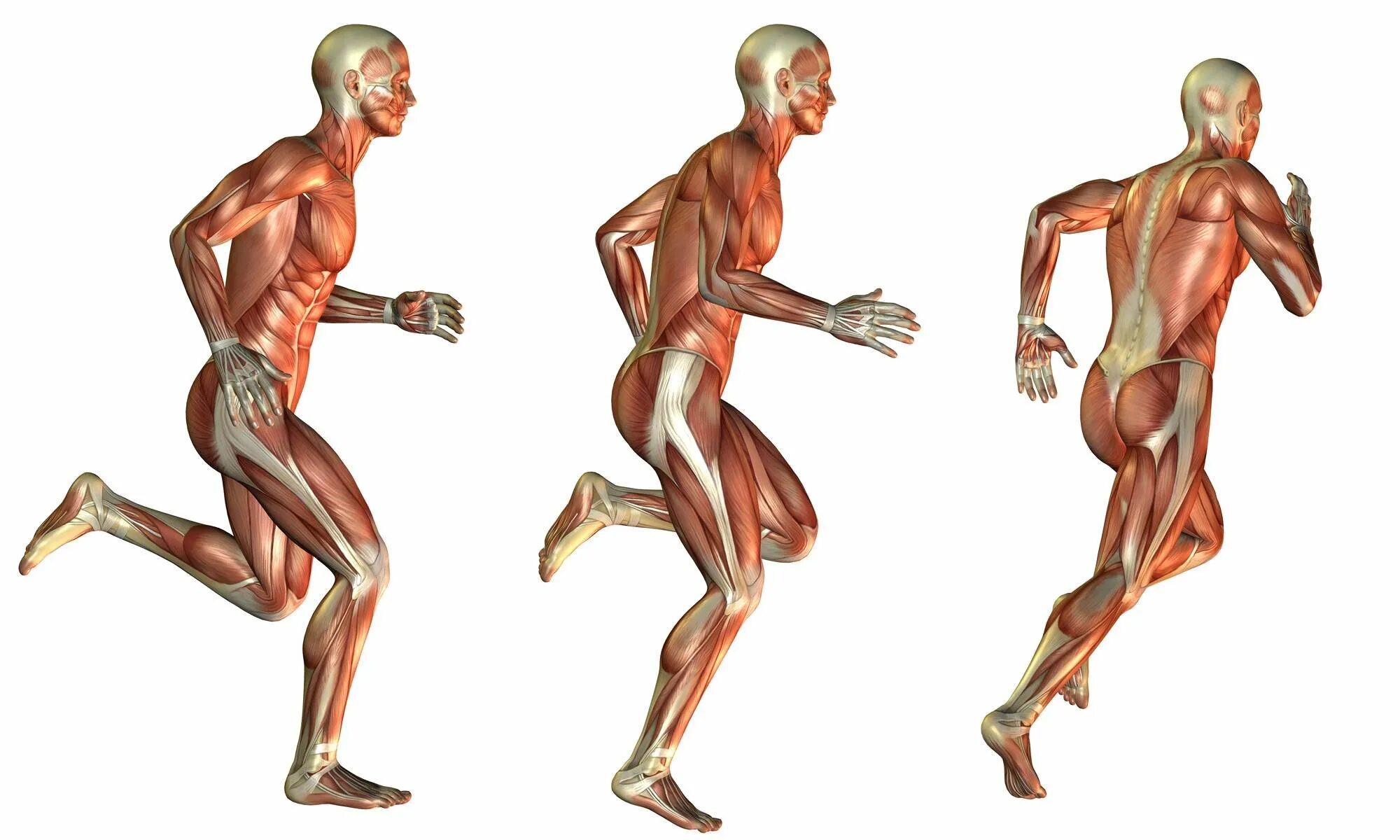 Лишние движения человека. Опорно двигательный аппарат. Мышцы бегуна. Костно-мышечная система. Мышцы человека в движении.