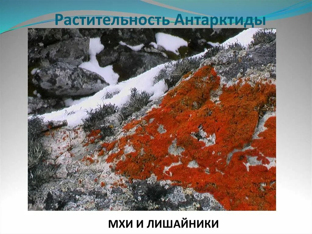 Мхи и лишайники Антарктиды. Мхи лишайники водоросли в Антарктиде. Растительный мир Антарктиды.