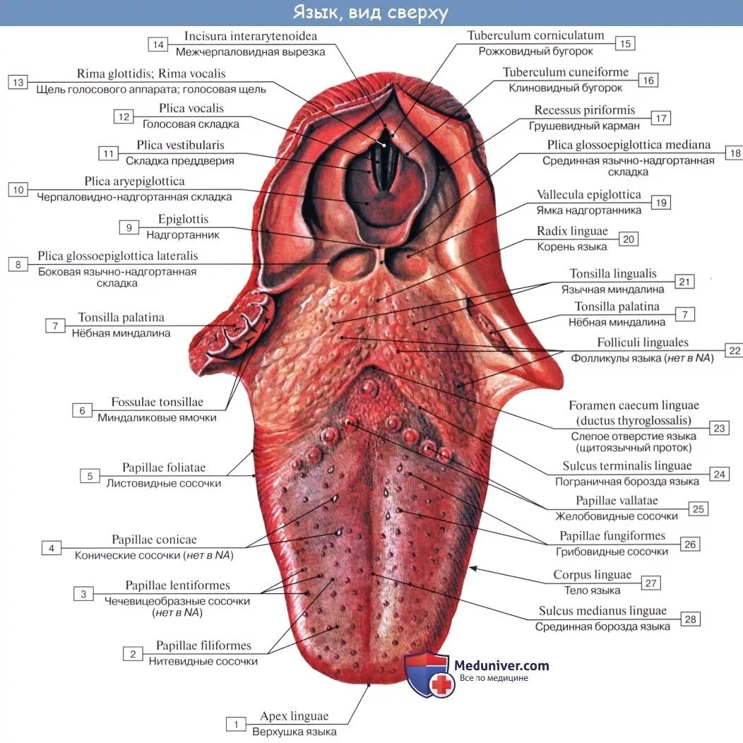 Языка и т п с. Строение языка снизу схема. Строение языка человека сбоку. Строение языка у человека вид сбоку. Анатомические структуры языка.