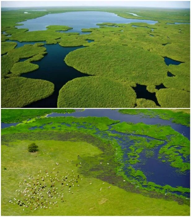 Болота сюд, Южный Судан. Болото судд в Южном Судане. Южный Судан озеро судд. Судд болото в Африке.