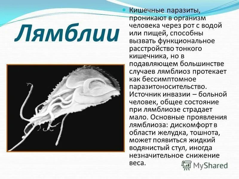 Лямблии у взрослых в печени лечение симптомы. Кишечные паразиты лямблии. вызываемые заболевания кишечной лямблии. паразит лямблия симптомы. лямблии переносчики болезней.