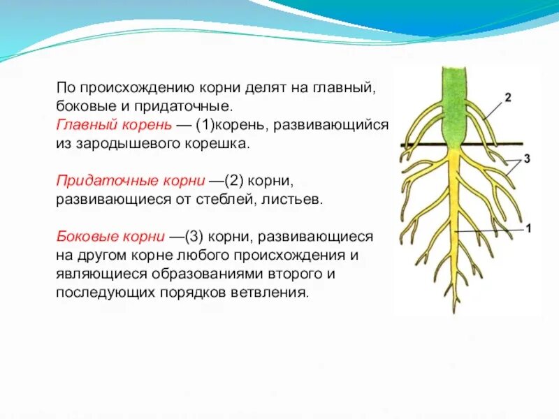 Какие корни образуются на стеблях и листьях. Придаточные корни и боковые корни. Главный корень боковой корень придаточный корень. Главный корень боковые и придаточные корни. Придаточные боковые и главный корень.