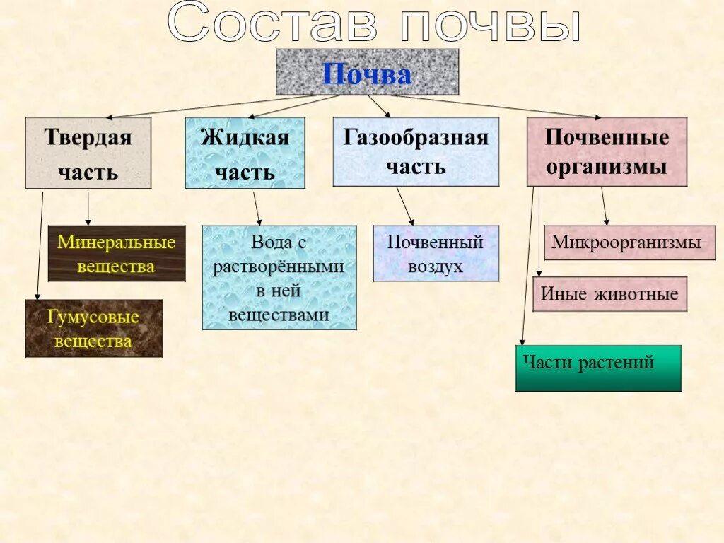 Состав почвы 6 класс география