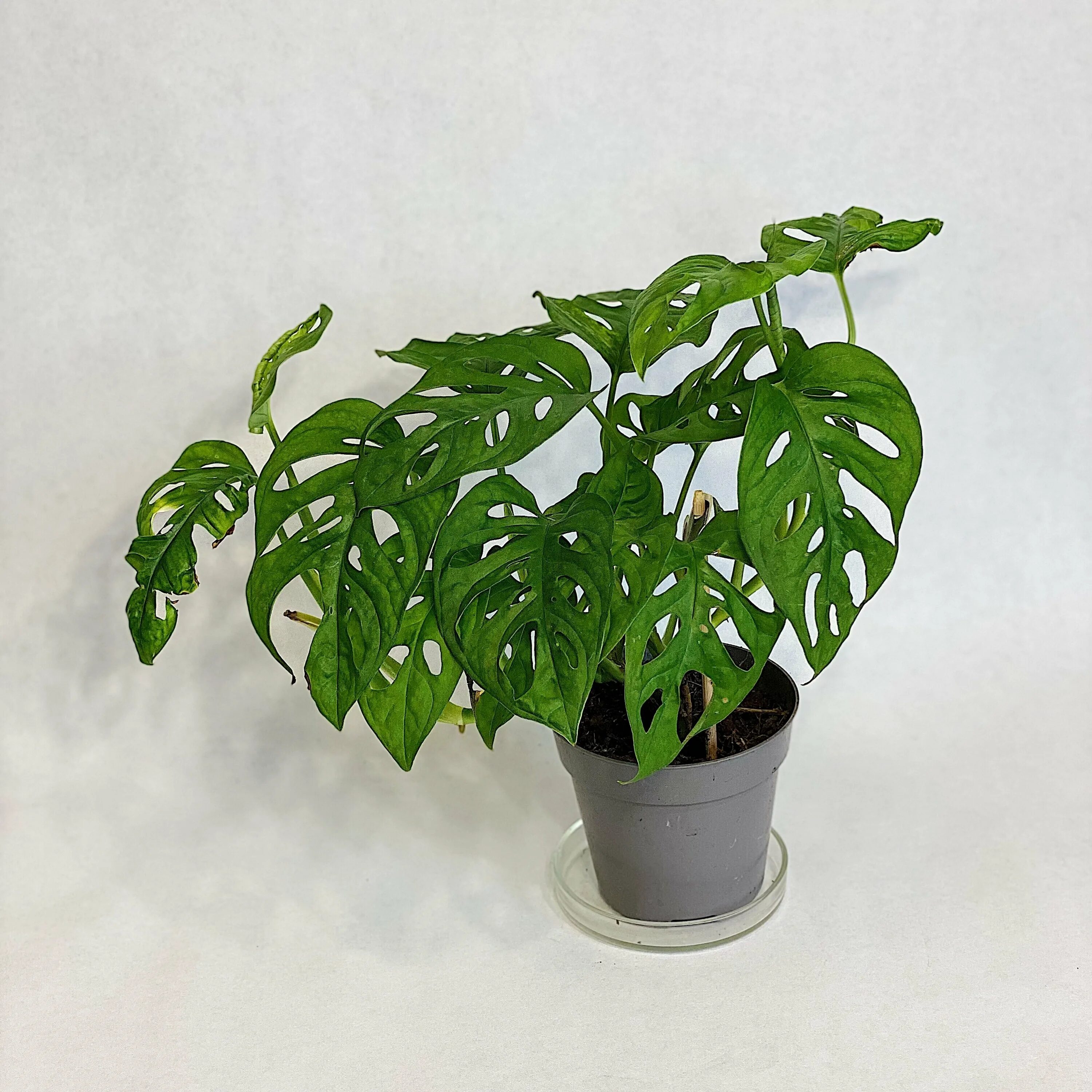 монстера манки лиф. монстера леруа мерлен. монстера манки лиф. монстера манки лиф. монстера монкей леаф.