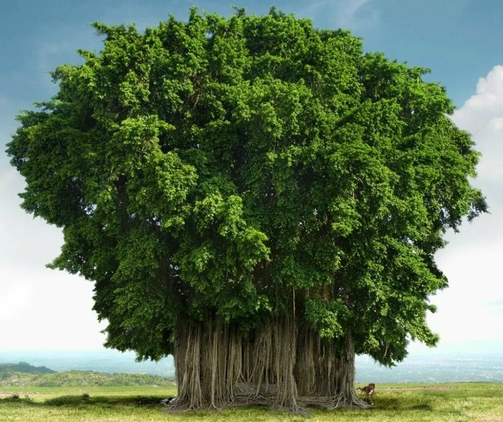 Покажи красивое дерево. Дерево лес Баньян. Фикус бенгальский Баньян. Баньян дерево листья. Дерево Великий Баньян в Индии.