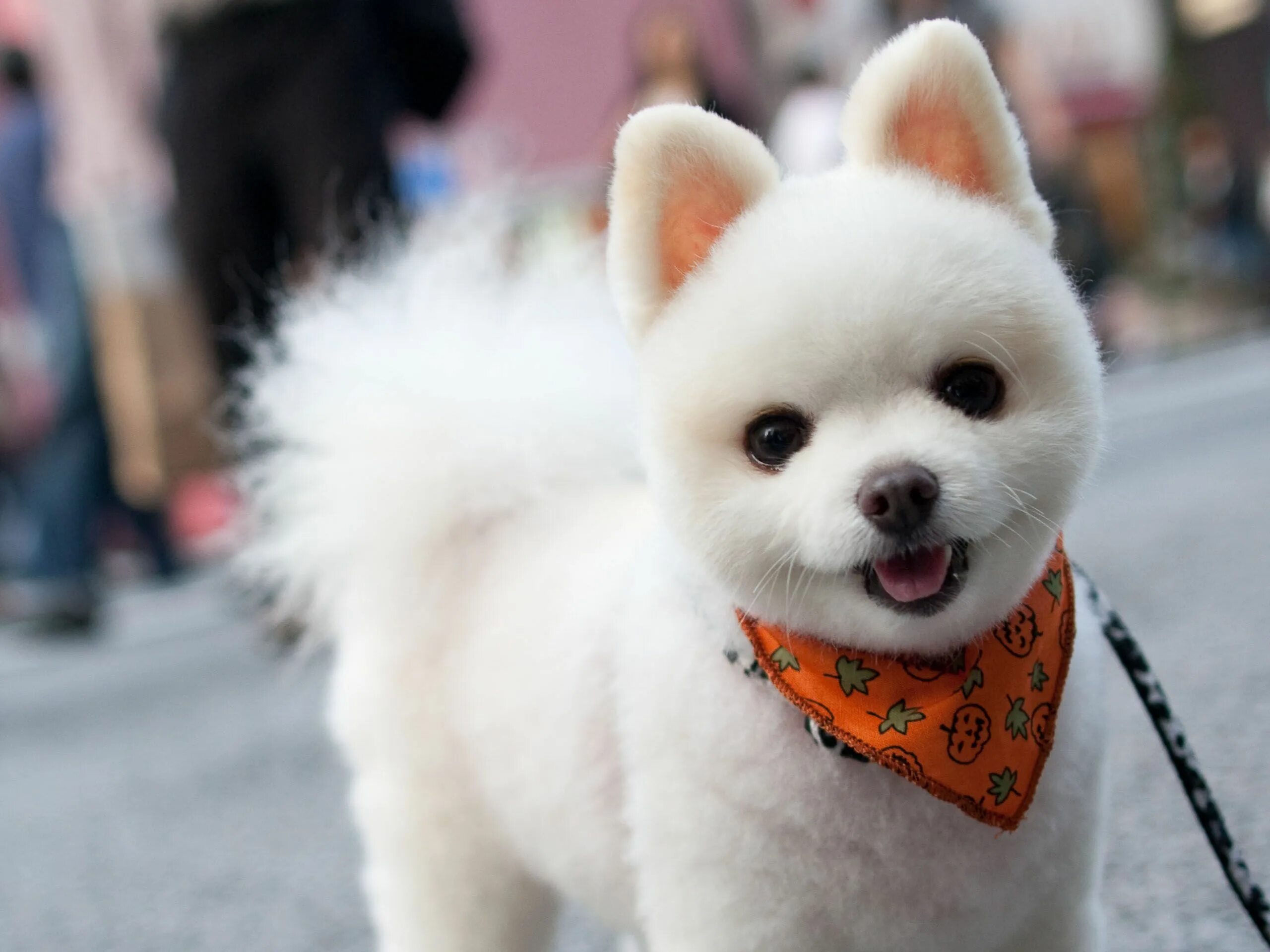Пин на доске Adorable Pets