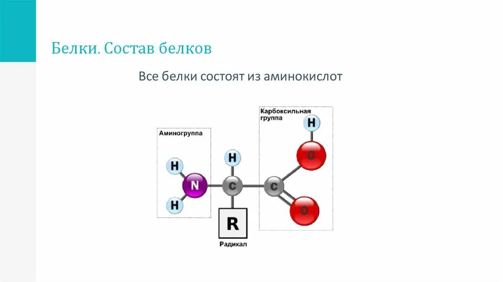 Белок из аминокислот. Аминокислоты белка схема. Состав белков химия. Схема состава белков белки аминокислоты. Белок химический состав.