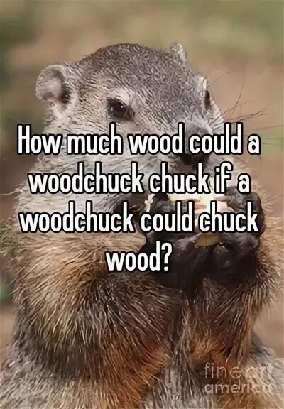 Wood chuck wood скороговорка. How much wood would a woodchuck. Chuck wood скороговорка. How much wood would a woodchuck chuck скороговорка. Скороговорка how much wood would.