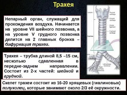 Хрящи трахеи