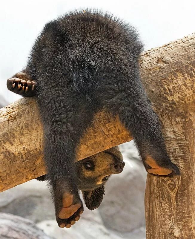 Можно смешных животных