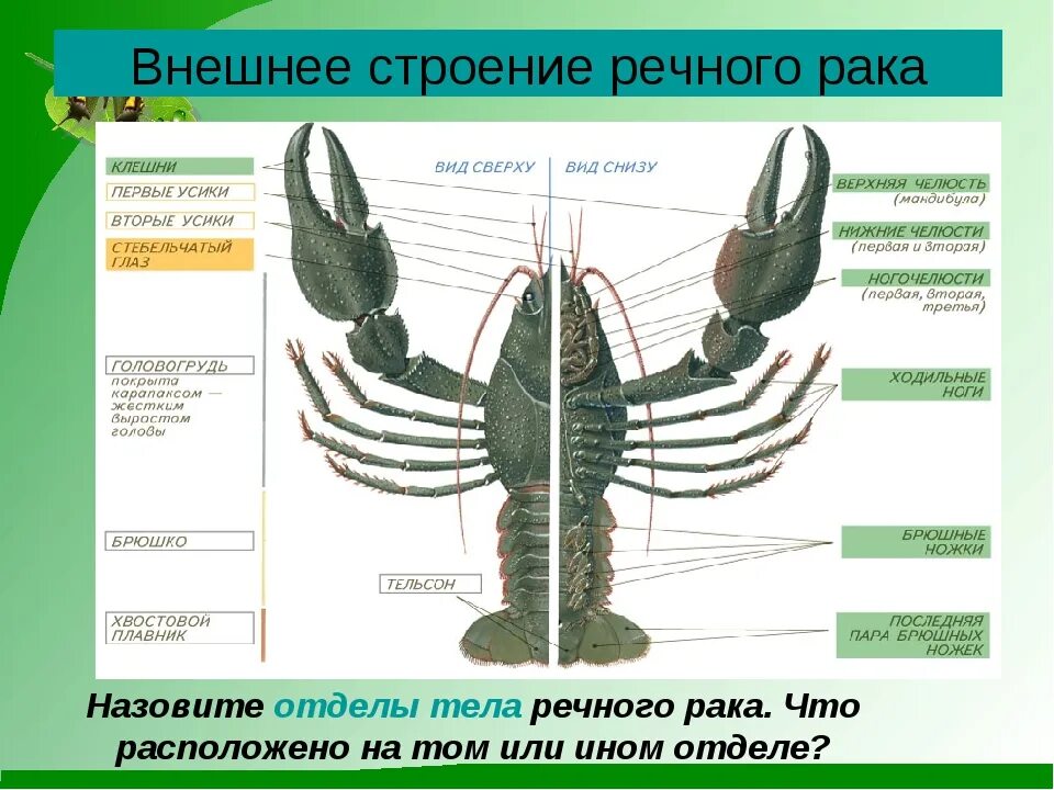 Речной рак головогрудь брюшко. Внешнее строение ракообразных. Членистоногие внешнее строение. Отделы тела ракообразных. Пищеварительная система ракообразных.