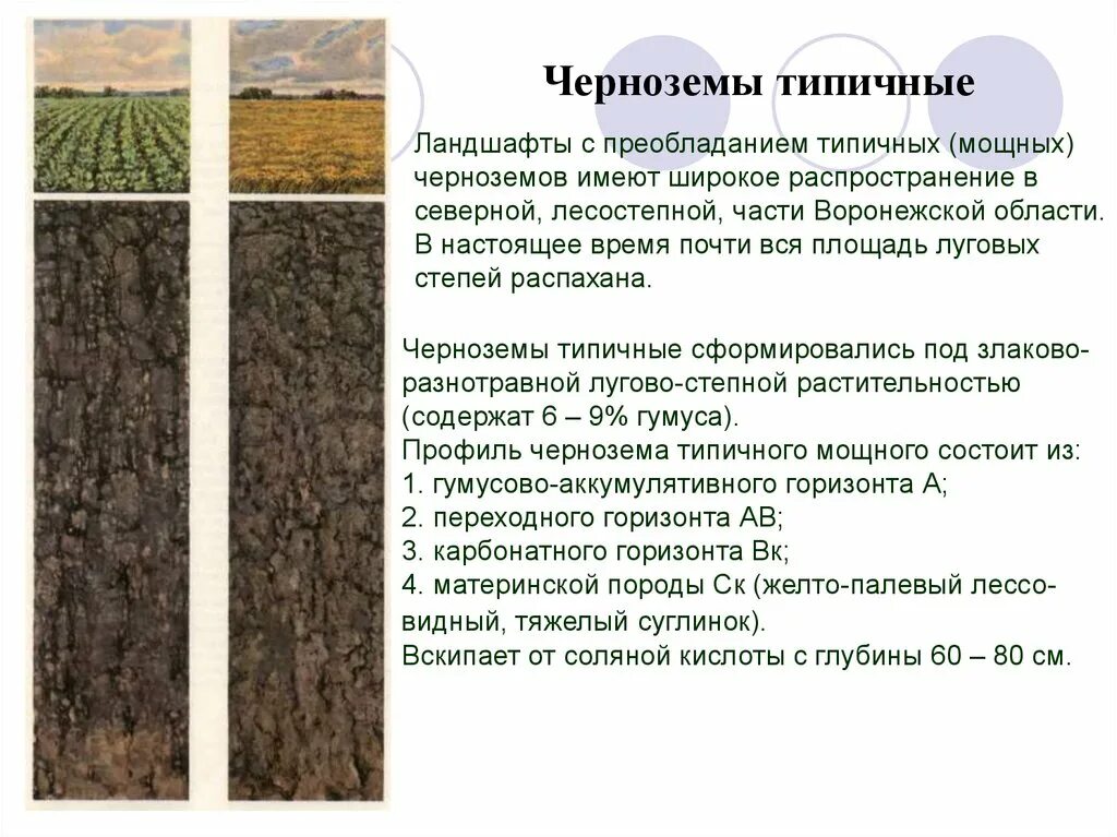 Южные черноземы почвы. Типы черноземных почв. Особенности почвы чернозема. Почвенный профиль чернозем почвы. Чернозем краткое описание.