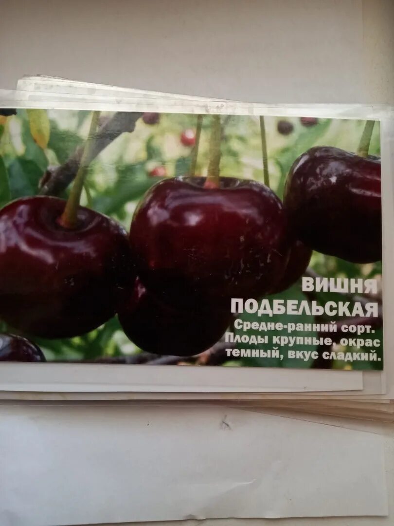 Купить саженцы Вишня Орлица в Москве и РФ. Описание сорта. Пункты самовывоза. По