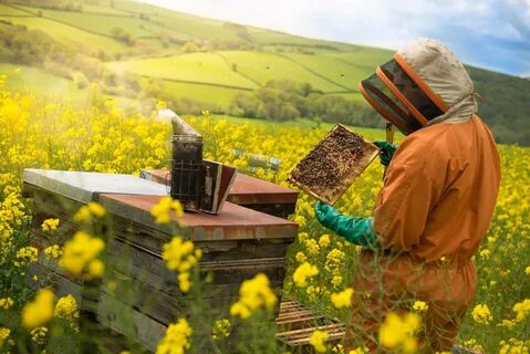 Bee farming