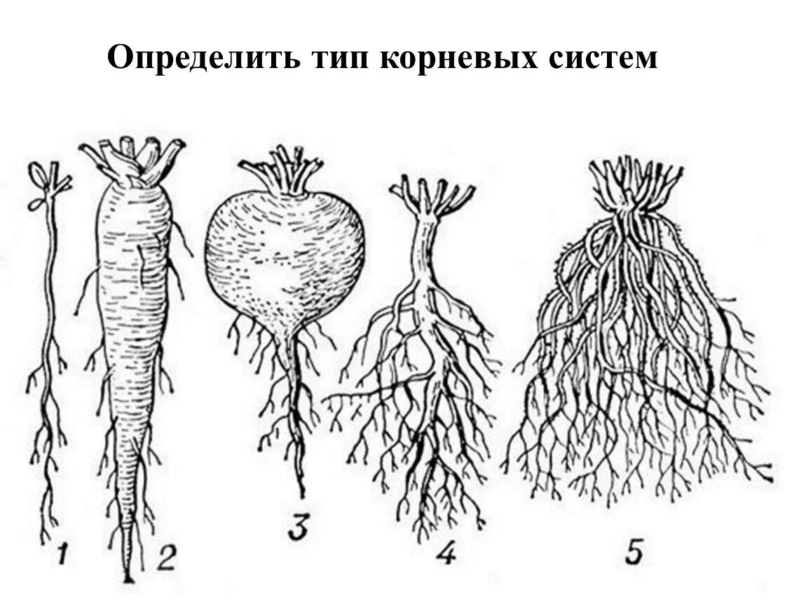 Обитатели корень