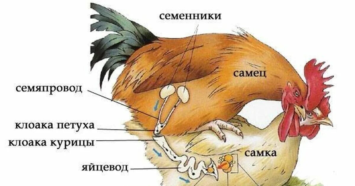 Кур перевод на русский. Каким органом петух оплодотворяет курицу. Как происходит оплодотворение у куриц. Как происходит оплодотворение у птиц кур.
