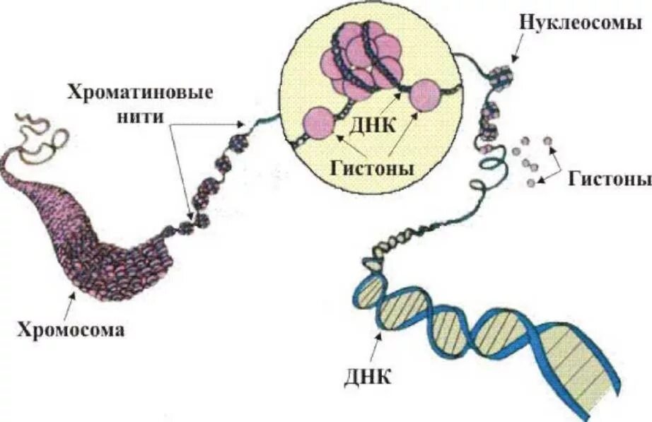 Связана с белками гистонами. ДНК И белки гистоны. Нуклеосома строение. Нуклеосомная структура ДНК. Строение хромосомы.