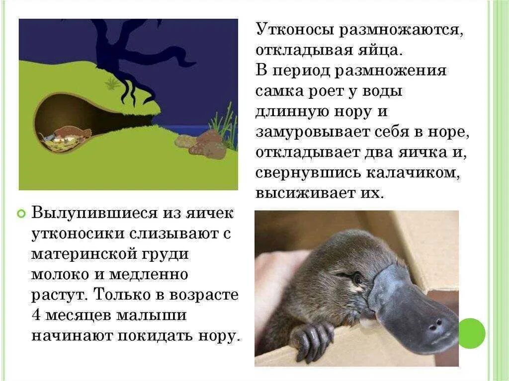 Утконос рептилия. Утконос. анатомия утконоса.