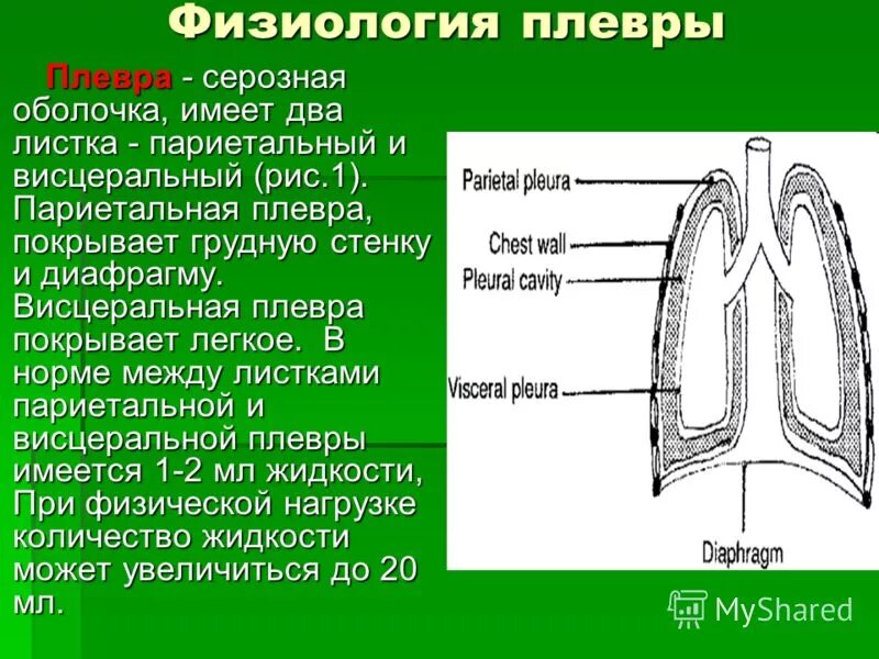 Висцеральный и париетальный листок плевры. Листки плевры. Физиология плевры. Название листков плевры.