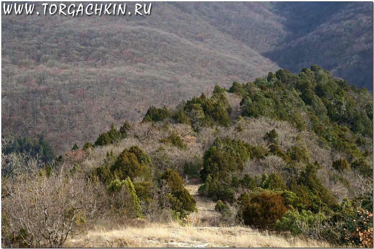 шесхарисское можжевёловое редколесье новороссийск. можжевельник новороссийск. шесхарисское можжевеловое редколесье. можжевеловые поляны. можжевеловый лес новороссийск.